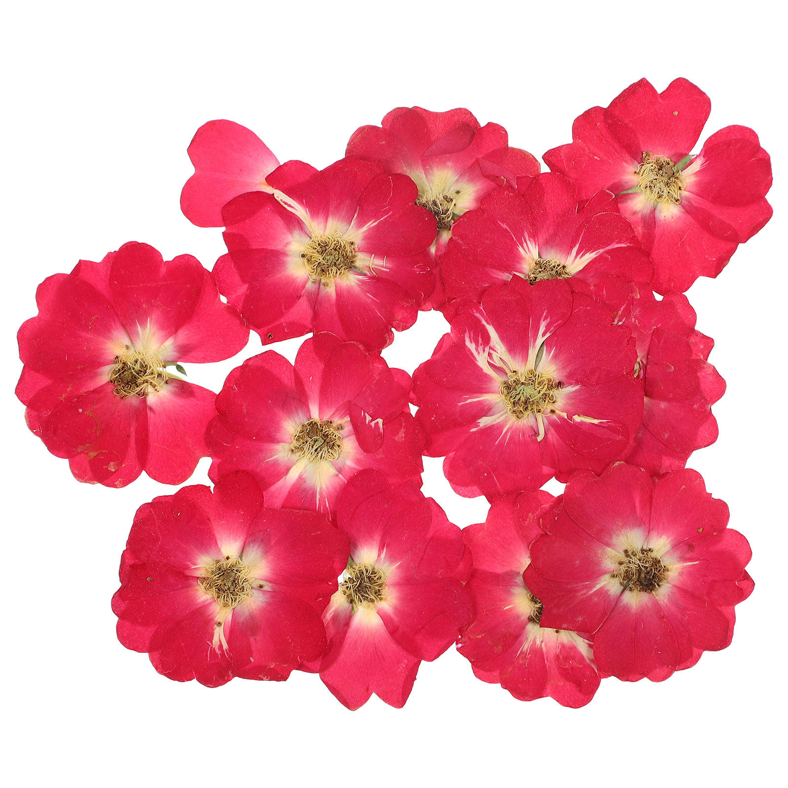 12Pcs Natural Dried Rose Press – Resin Art Kits Bewertung und Preis