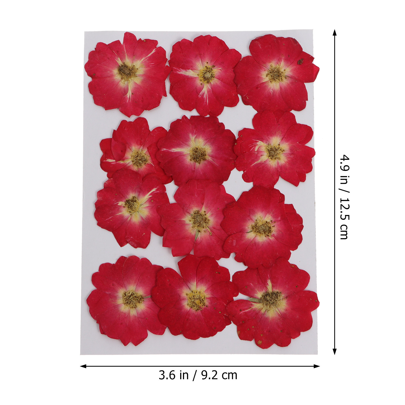 12Pcs Natural Dried Rose Press – Resin Art Kits Bewertung und Preis