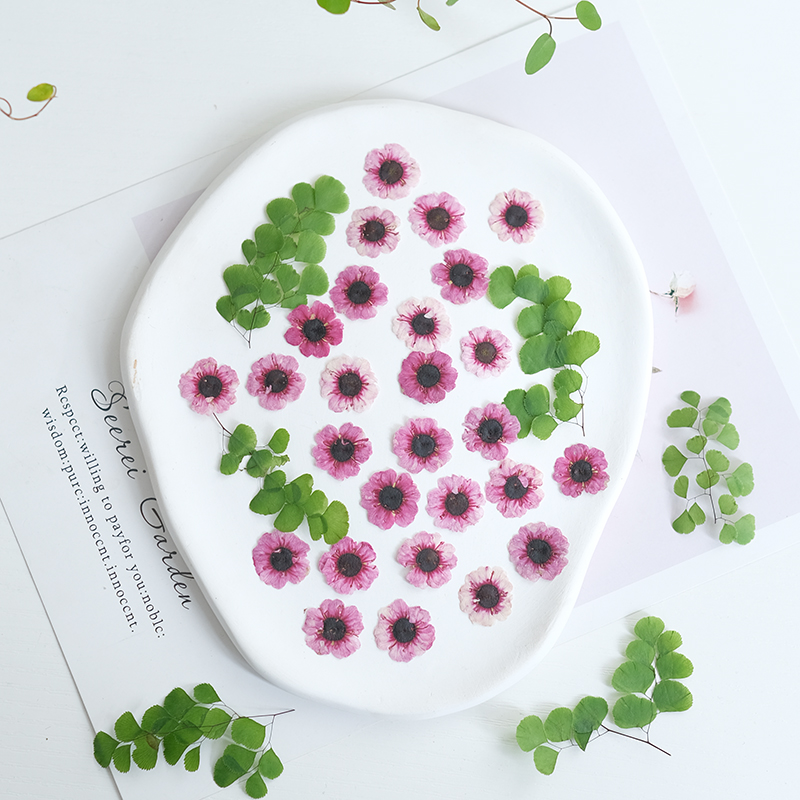 1-2cm/12pcs,Pressed Manuka red – Resin Art Bookmark Bewertung und Preis
