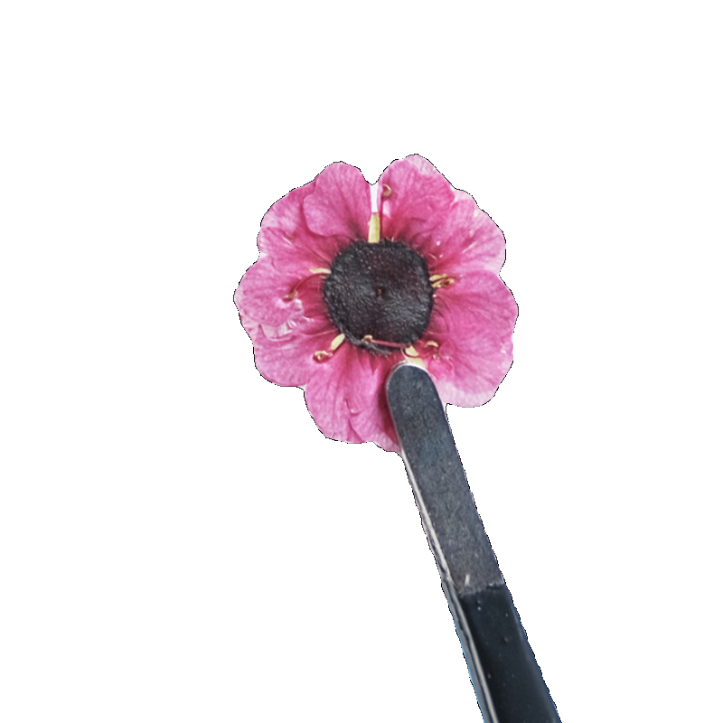 1-2cm/12pcs,Pressed Manuka red – Resin Art Bookmark Bewertung und Preis